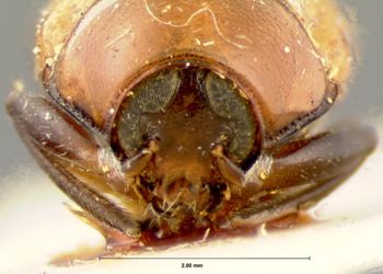 Media type: image; Entomology 20034   Aspect: head frontal view